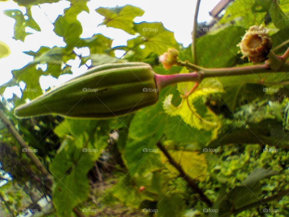 fruit