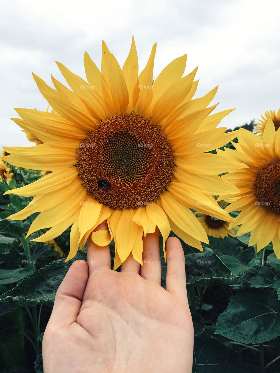 Sunflower