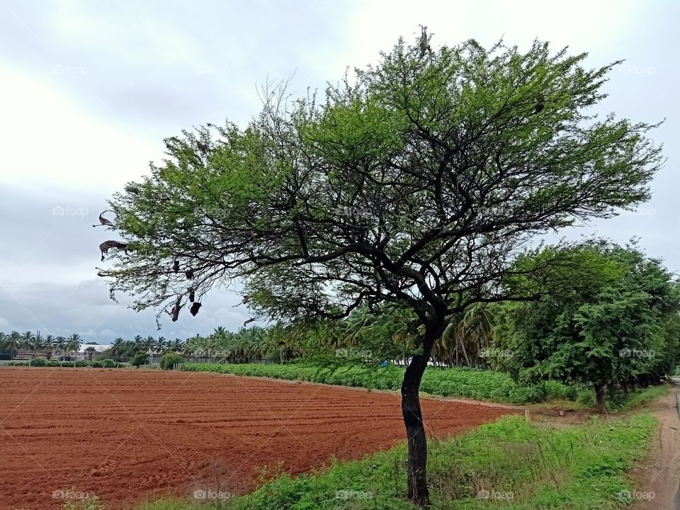 tree alone