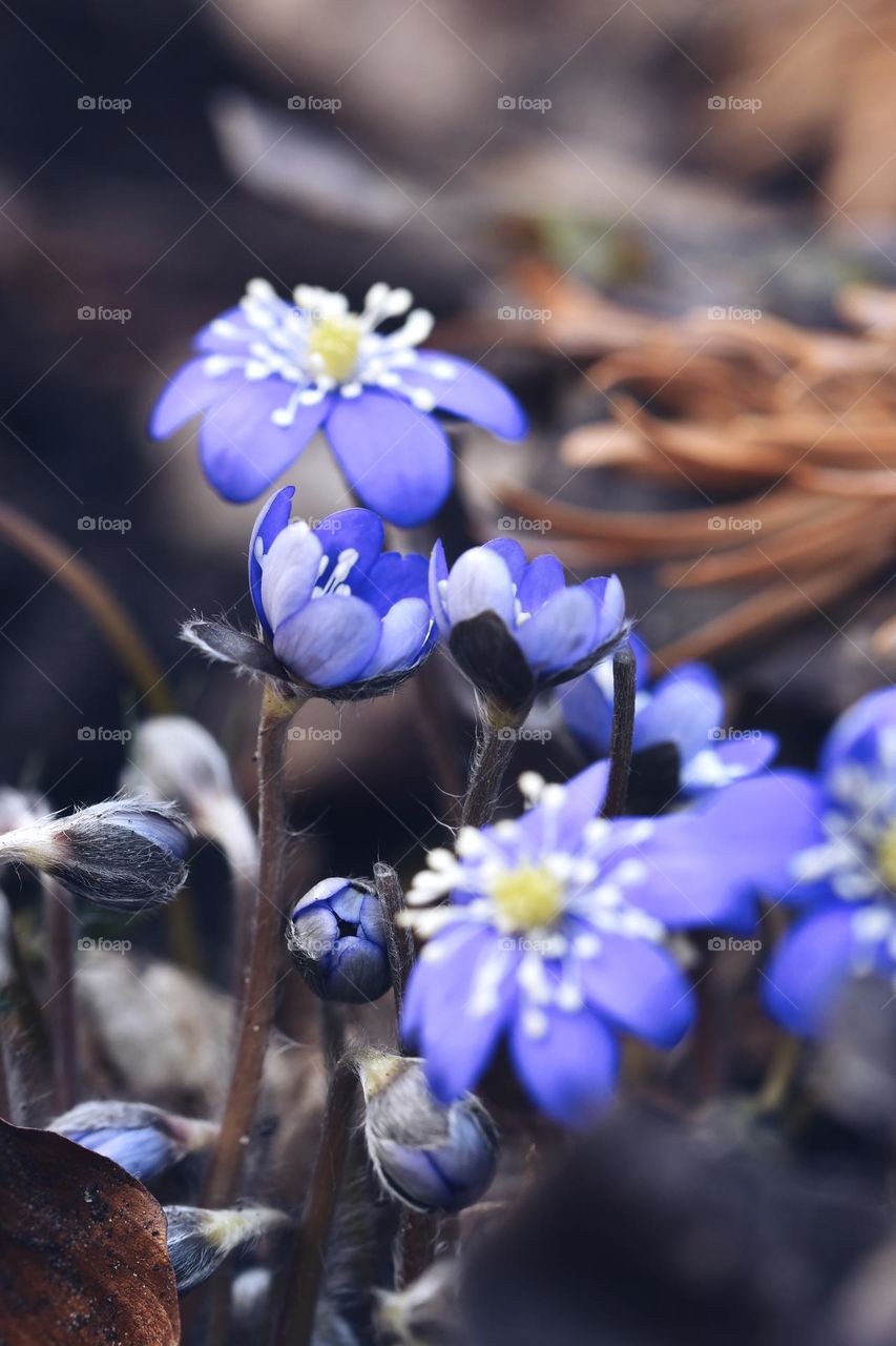 Close up or macro of spring flowers