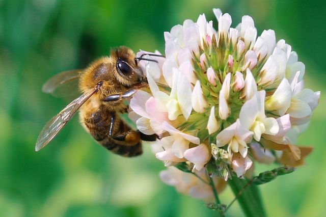 A bee at the clover