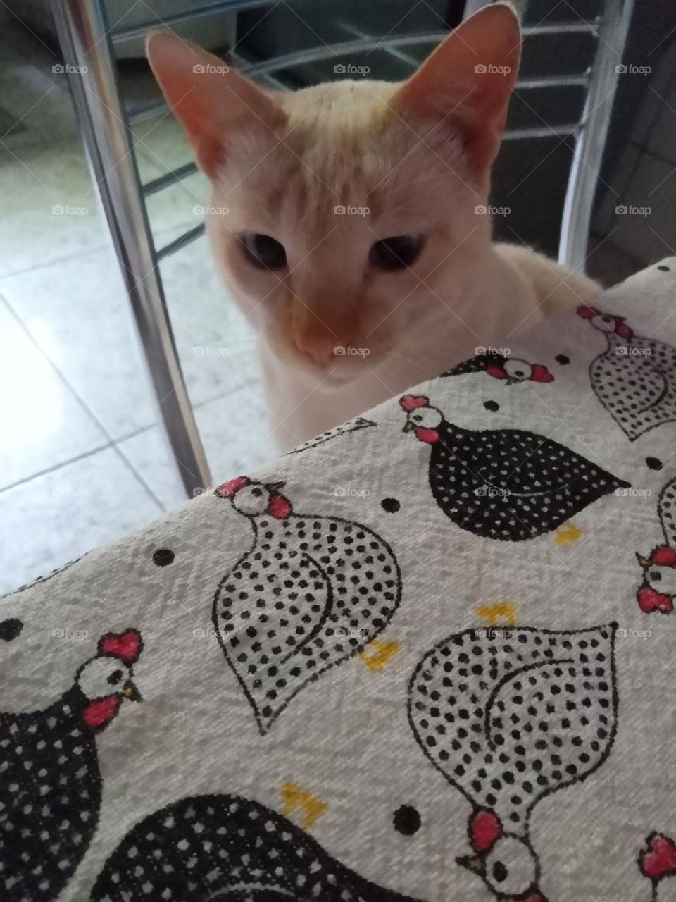 Editors'Choice Photo of the week Isveno um gatinho educado