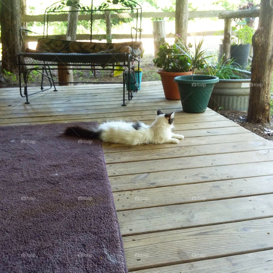 farm cat on front porch