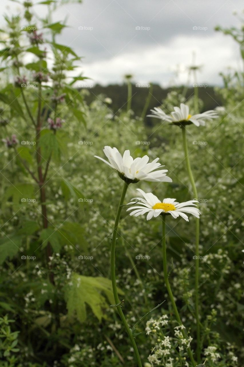 Daisies