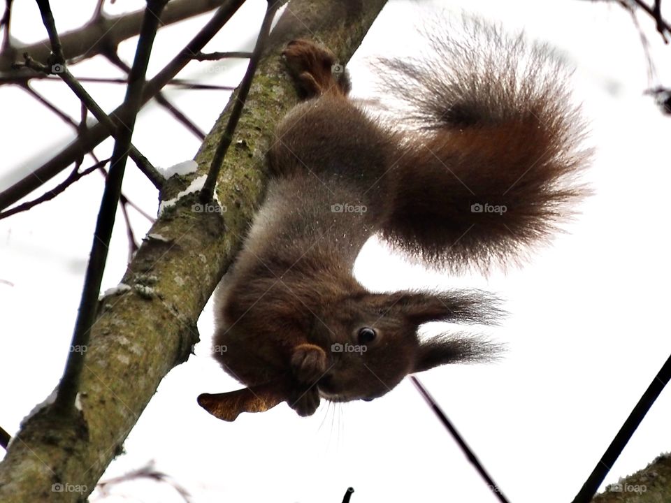 Squirrel acrobat