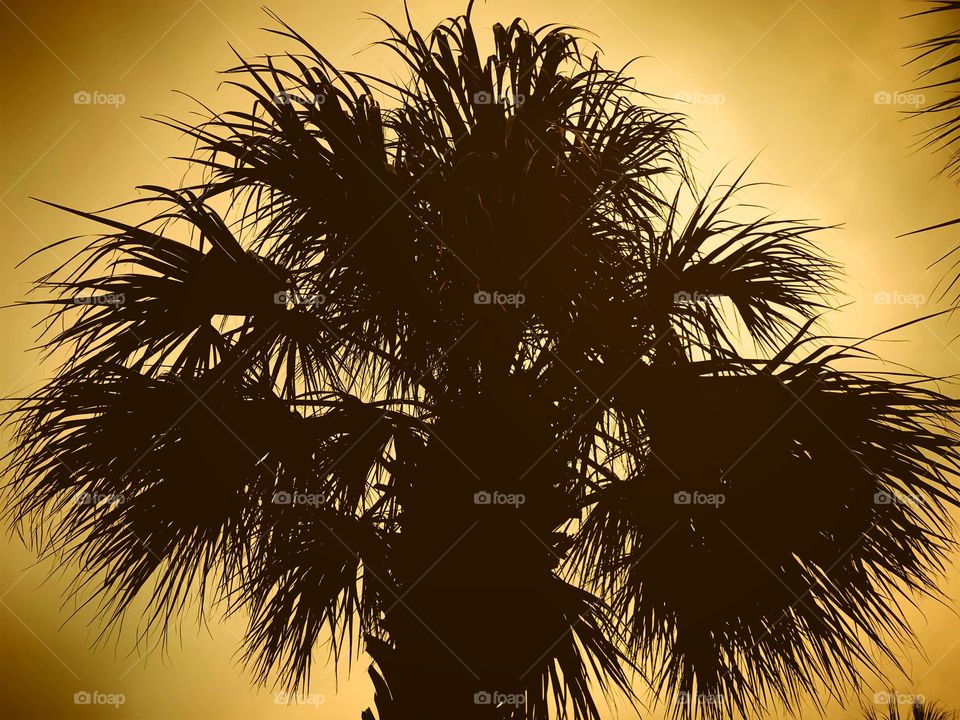 Abstract photo of a towering palm tree 