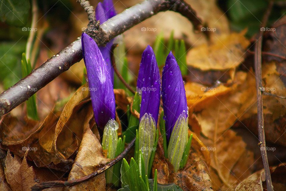 Crocus in the Spring