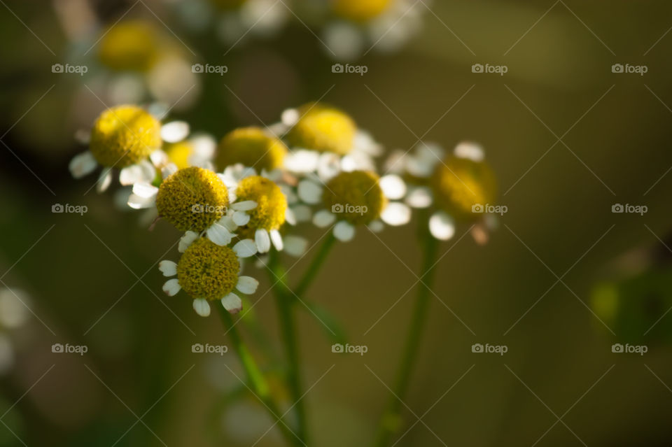 Feverfew