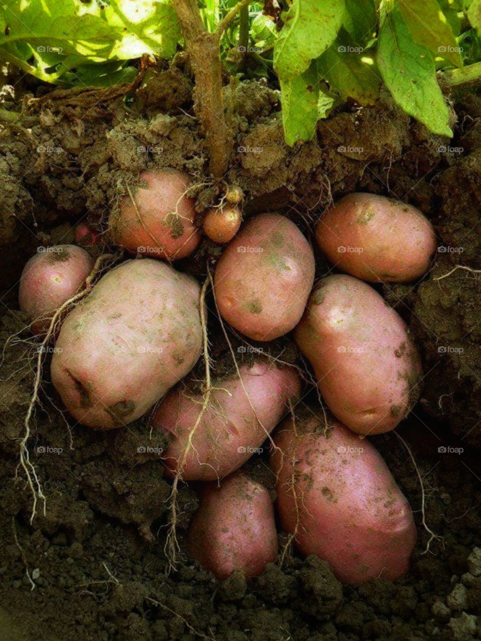 potato  seasons !!!😎 😃