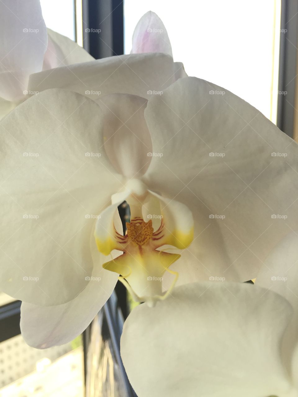 White large orchid in bloom