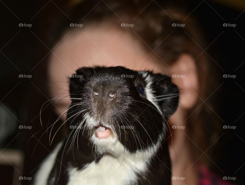 smiling guinea pig pet and person funny beautiful portrait close up