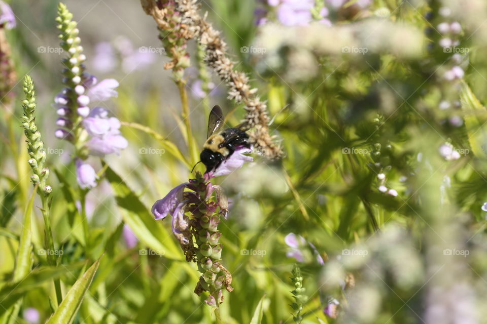 Pollination