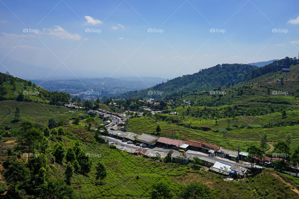 tea plantation in puncak, west java, indonesia