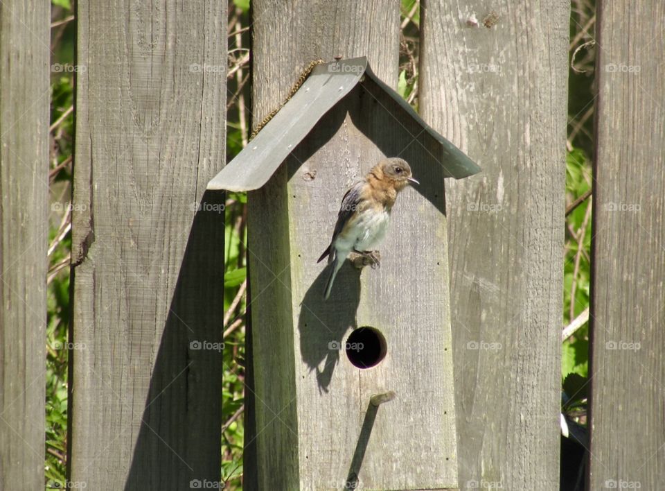Female bluebird perched on a birdhouse 