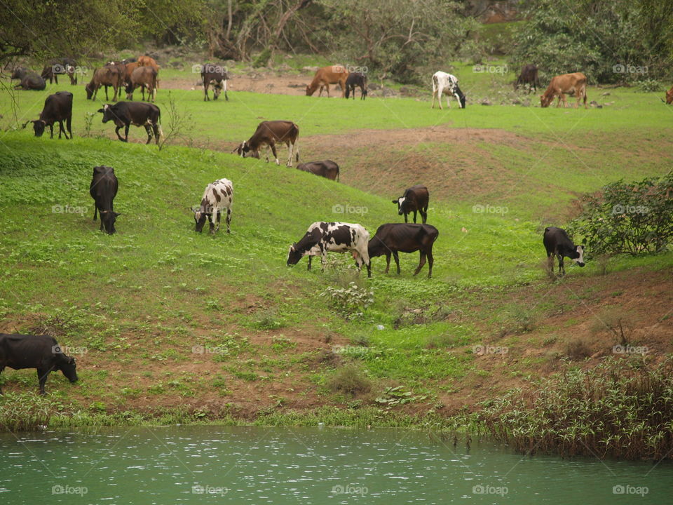 Cows near Wadi Darbat in southern Oman