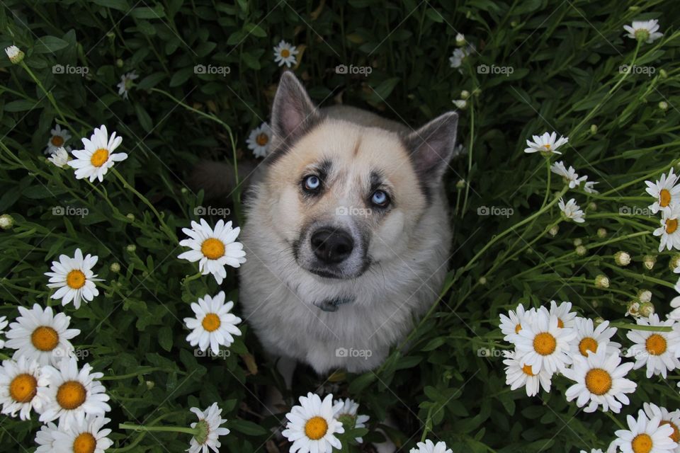 Smile in flowers 