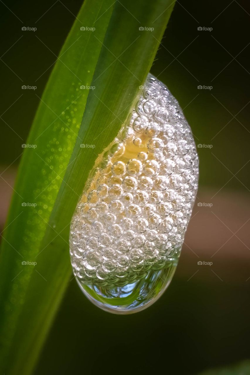 The frothy nest of a Meadow spittlebug or Meadow froghopper (Philaenus spumarius), with a nice drop of morning dew. 