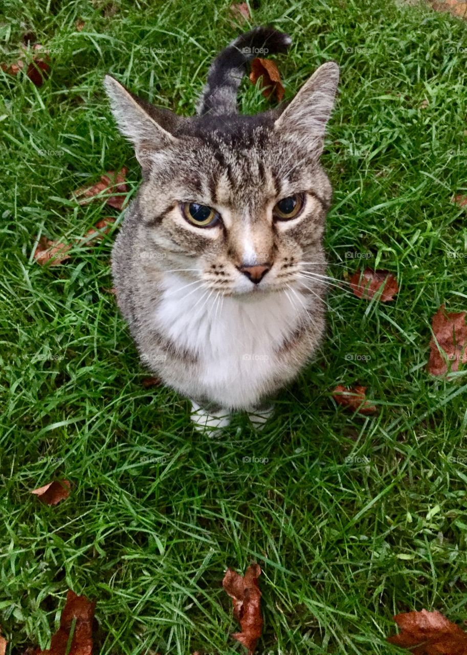 Overhead, medium view of a grey tabby sitting in the grass, looking up at the camera