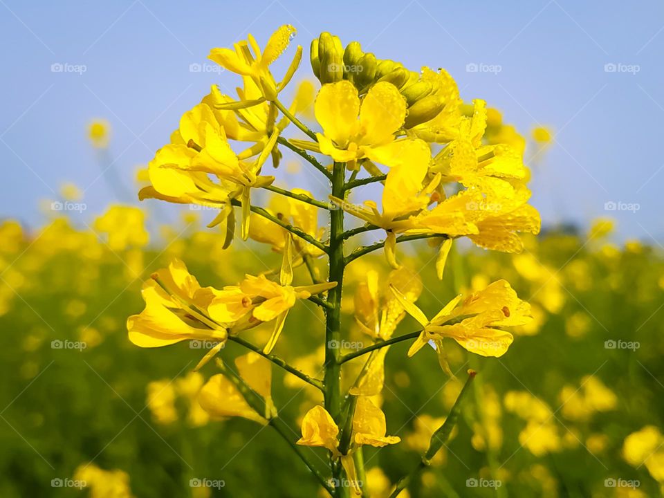Close up shot of dew drops mustard flower with defocus background