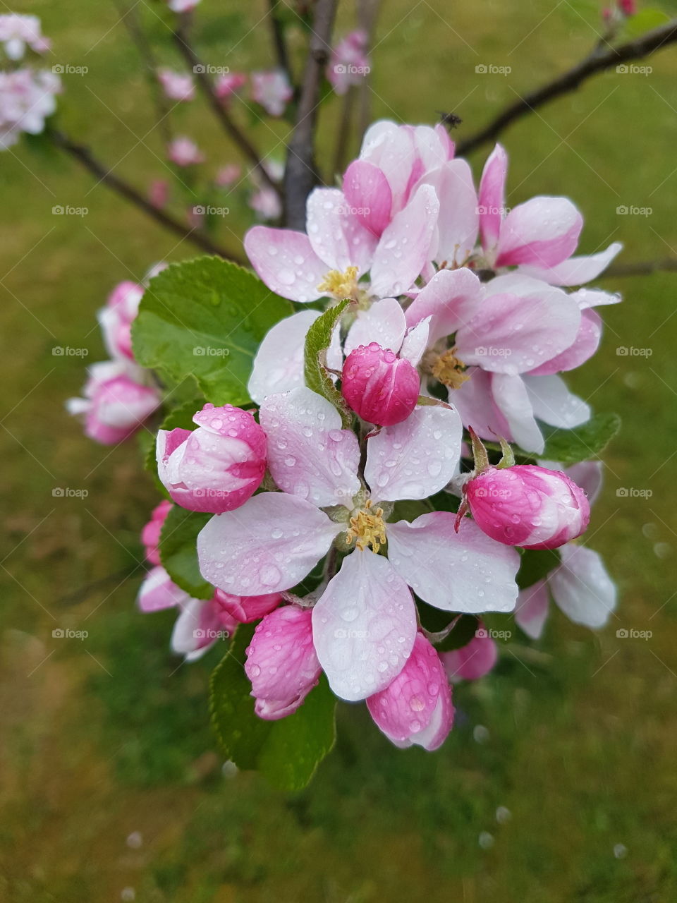 fruit tree blossom
