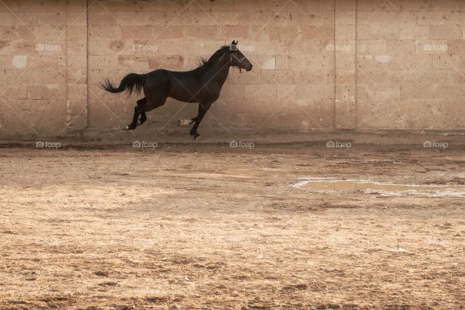 Horse in action