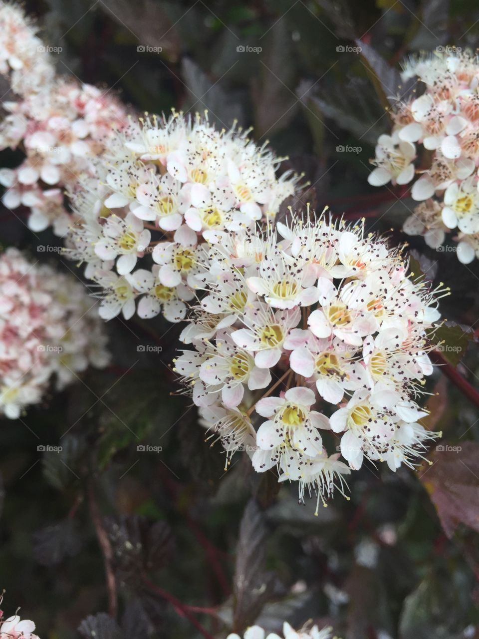 Flowers, Detail, white, bush 