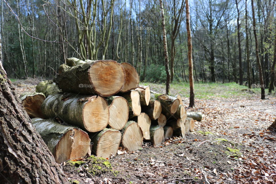 Wood, Tree, Nature, Trunk, Tree Log