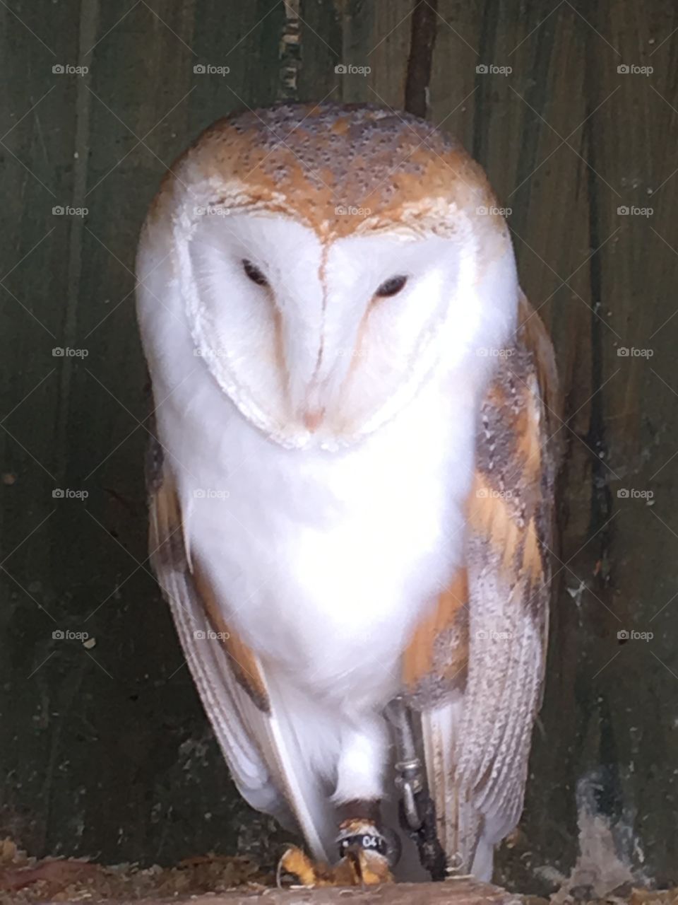 Barn owl