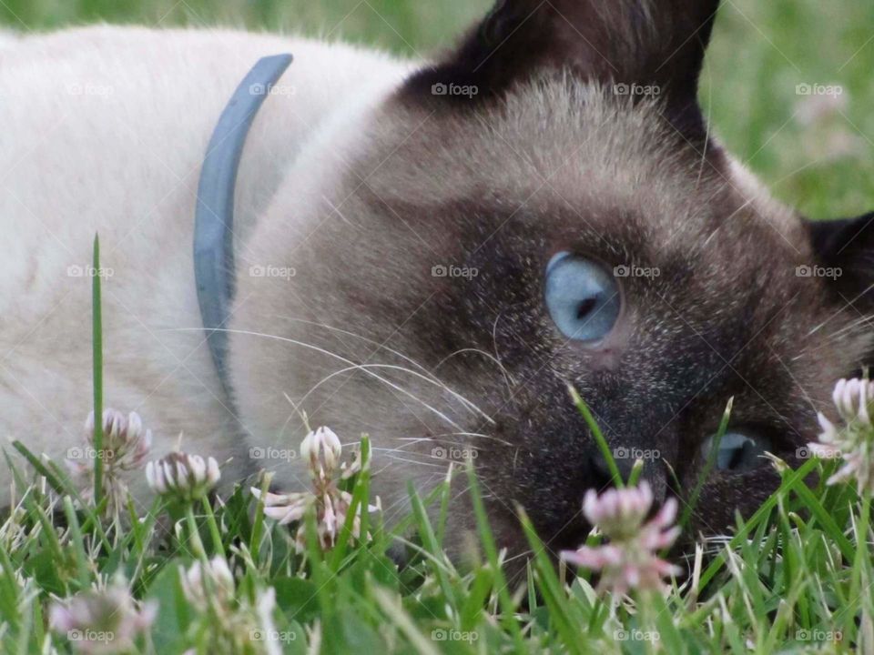 Cat life ° Blue eyes eyed ° Siamese ° Grass & Flowers ° Green ° Outdoors ° Environment ° Garden ° Happy ° Animal ° feline ° Fur ° Looking ° Young ° Kitten