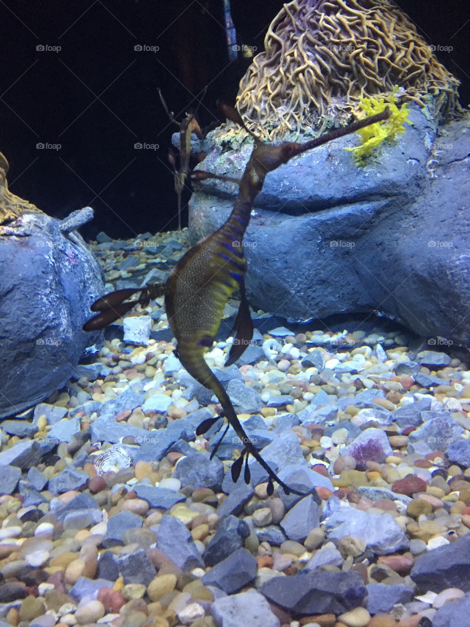 Seadragon at the aquarium 