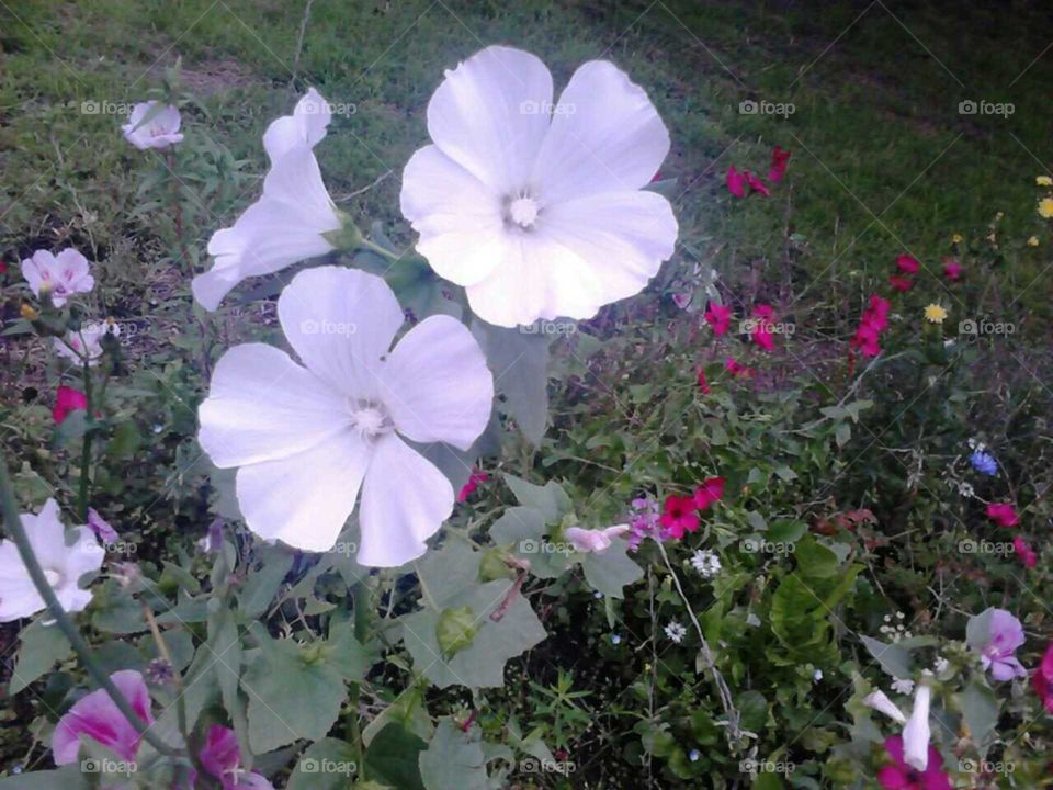 White and Pink Flowers