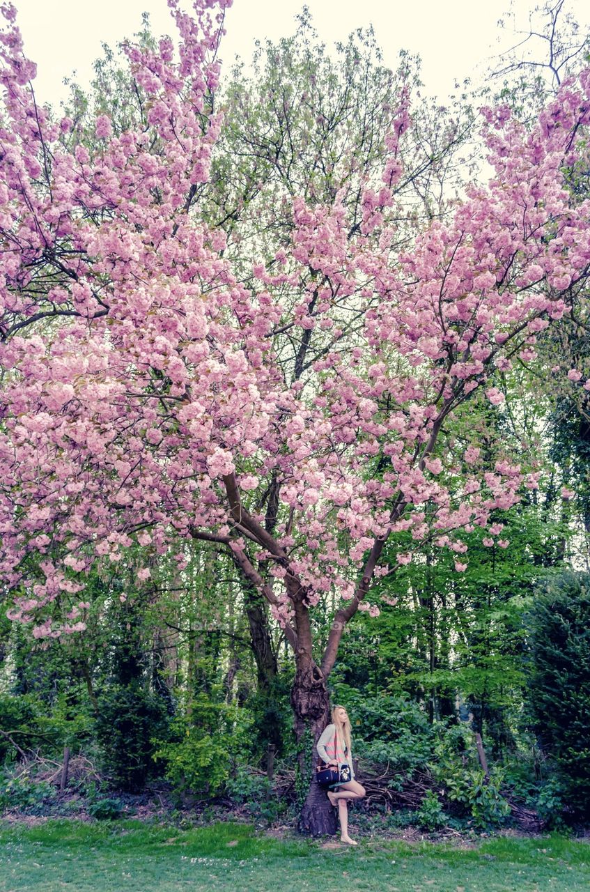 Under the Cherry Blossom Tree