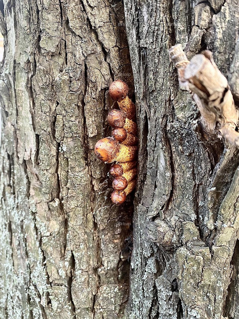 Little mushrooms on the tree-2❤️