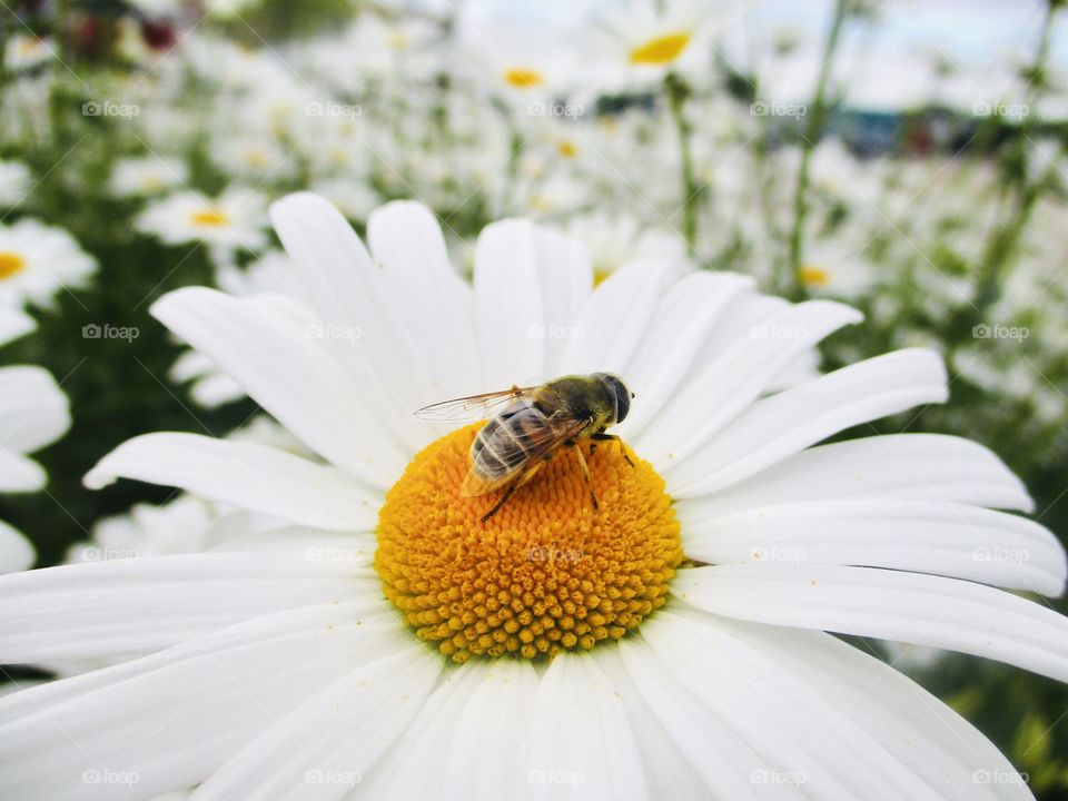 Gorgeous photo with white flower and bee!! 