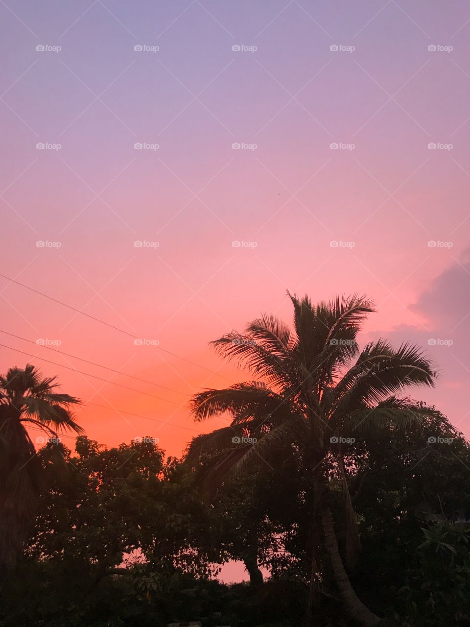 Coconut trees/Sun Set