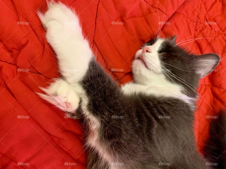 cute fluffy gray cat sleeping on a red blanket, sticking his tongue out