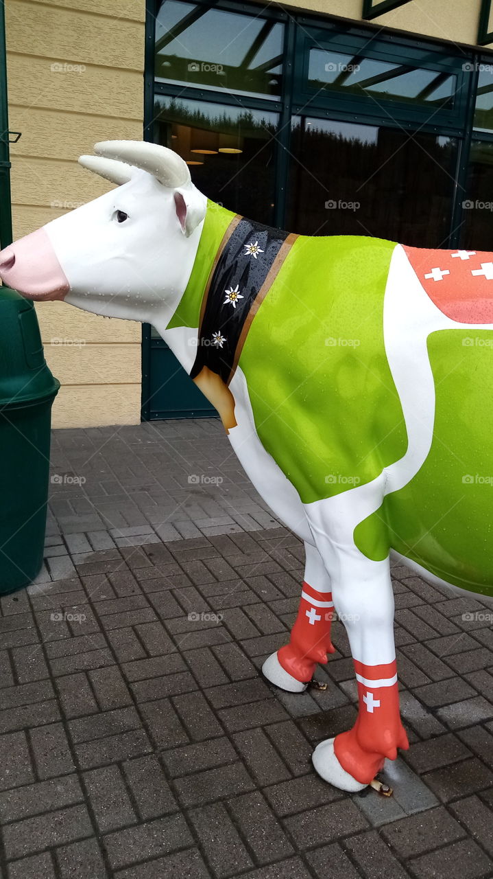 Cow