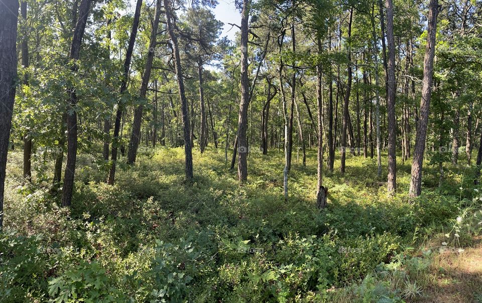 Woods off Cape Cod Rail Trail