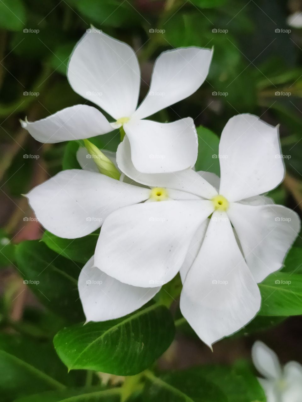 A white flower scenery 
very beautiful 🥰 and lovely the photo can be used for nature related purpose