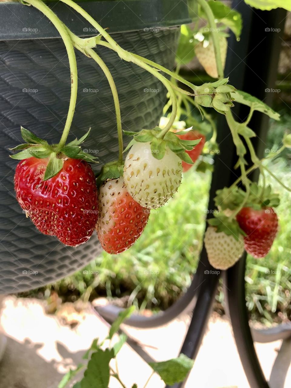 Hanging basket strawberries summer backyard garden container gardening patio plants leaves foliage neighborhood landscaping strawberry grow your own fruit nature