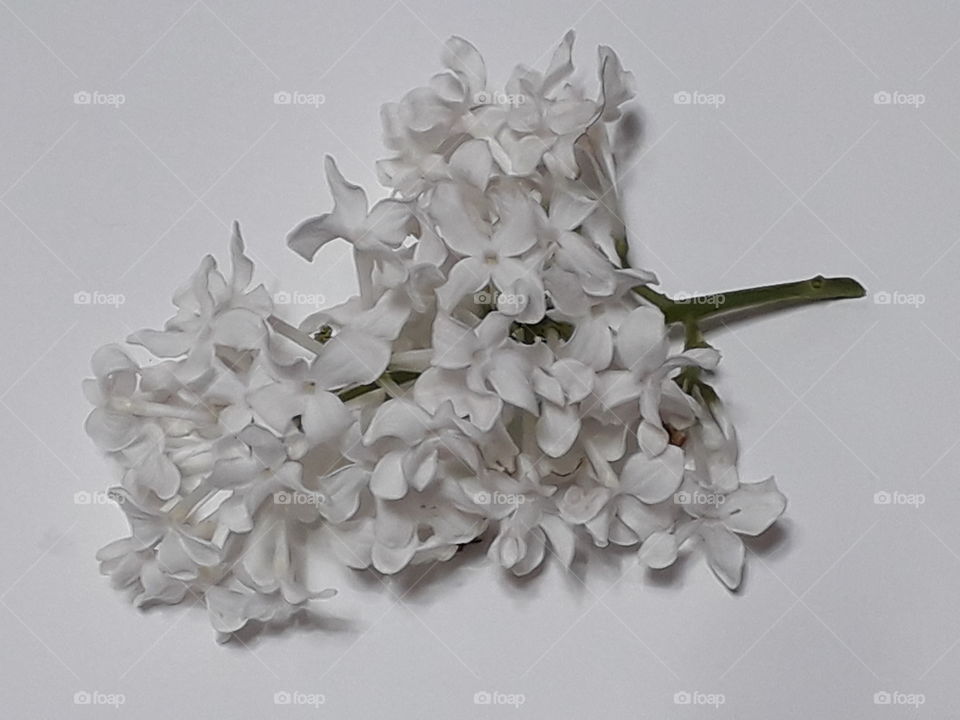 Beautiful white flower on the white background