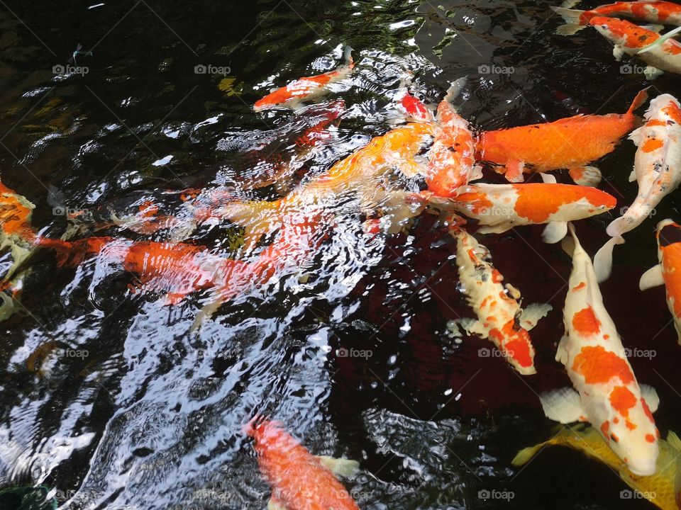 Fancy​ carp​ koi fish​