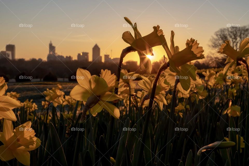 What more do you need than a cityscape, a sunrise, and daffodils?