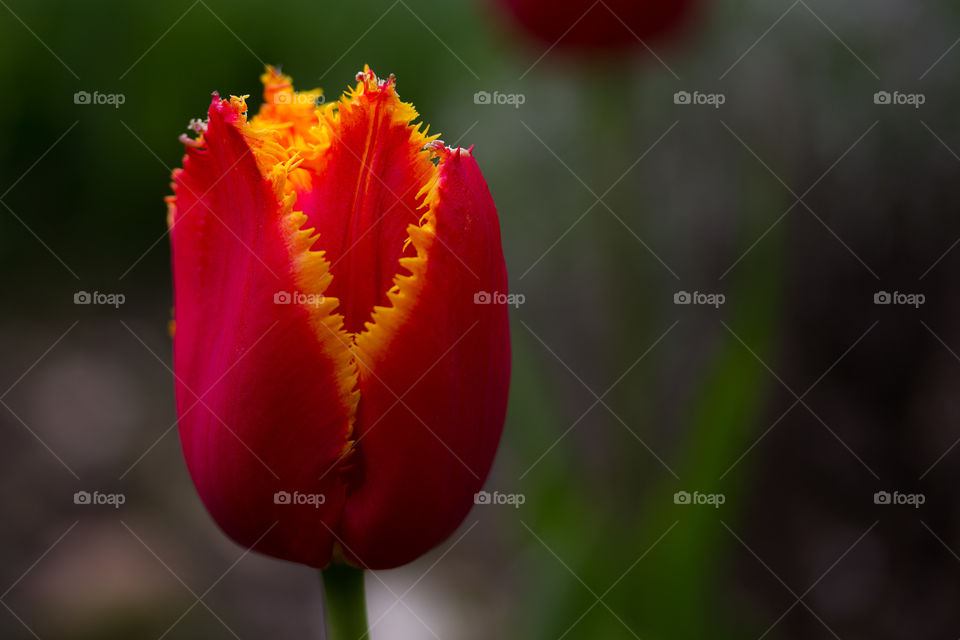 Close-up of Tulip