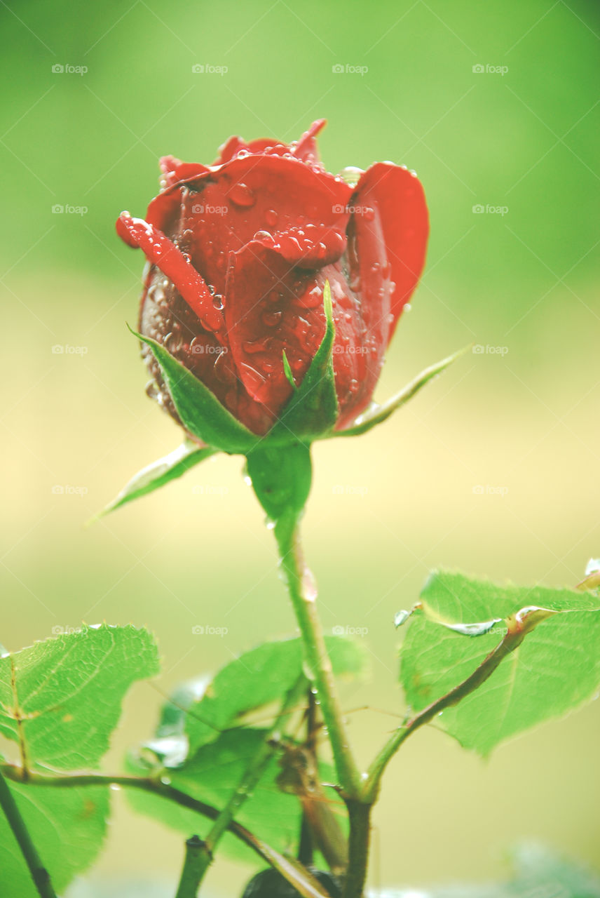 Red Rose After the Rain