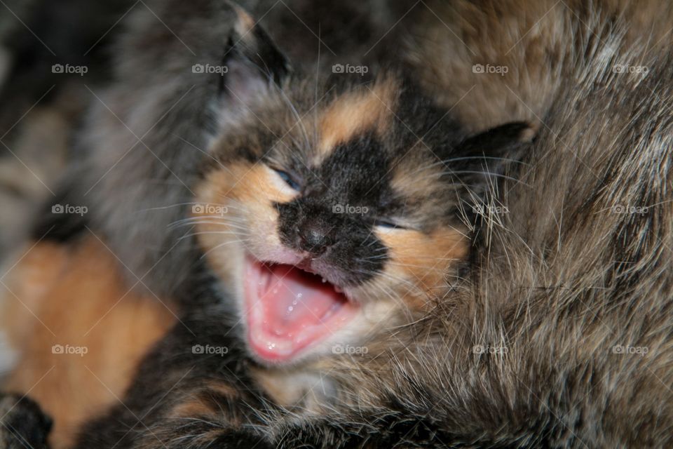 Close-up of black cat with mouth open