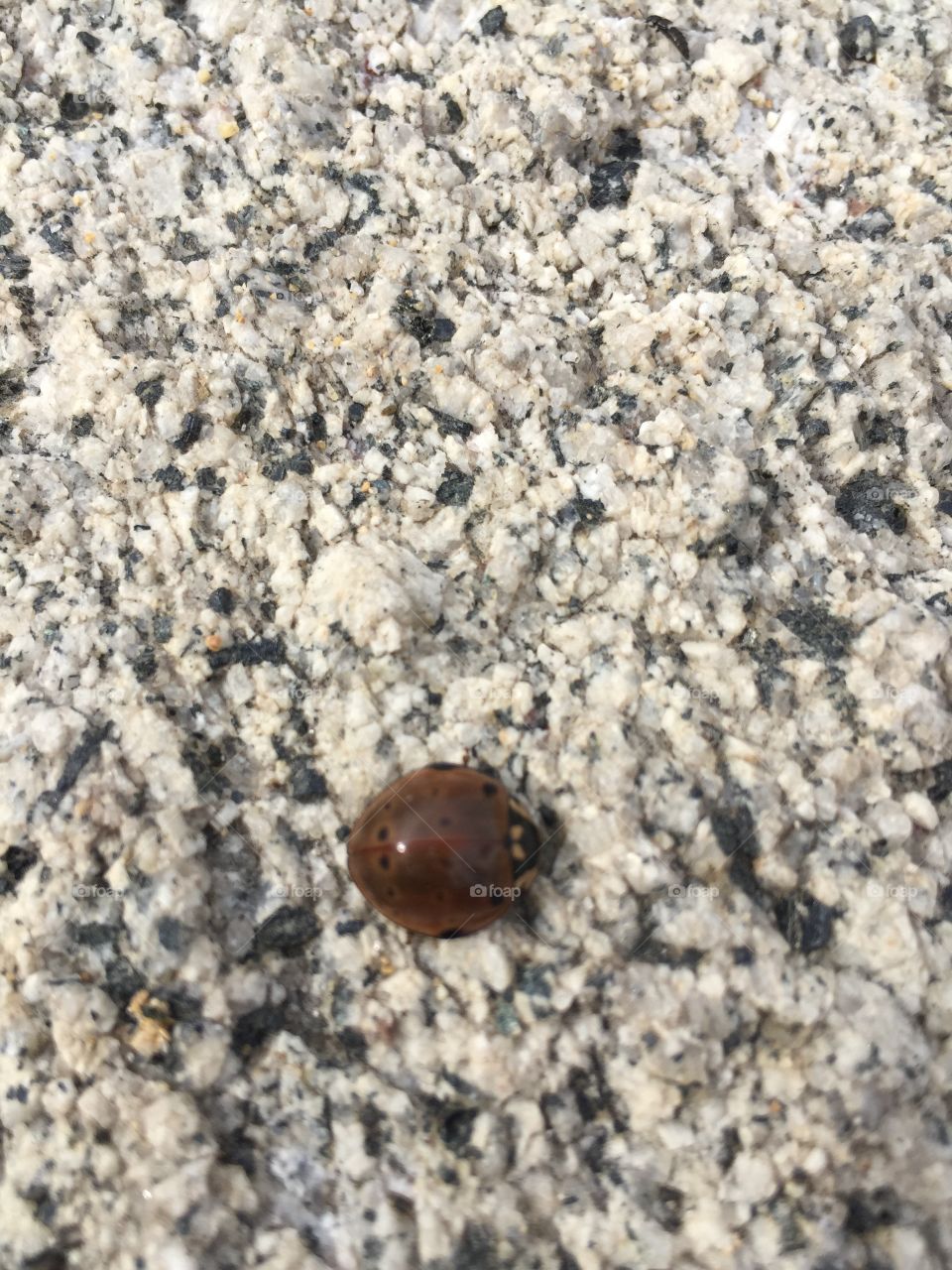 Little lady bug