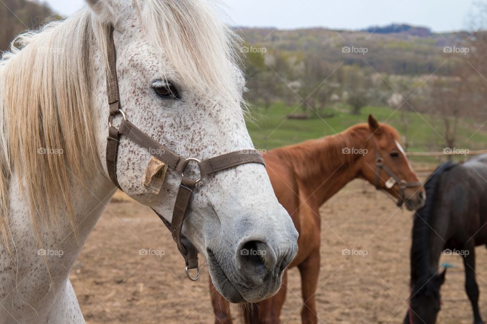 Majestic horses 