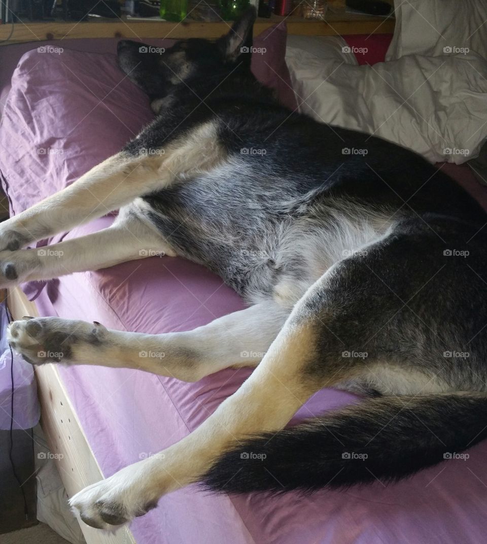 Nap time for a very large King German Shepherd.