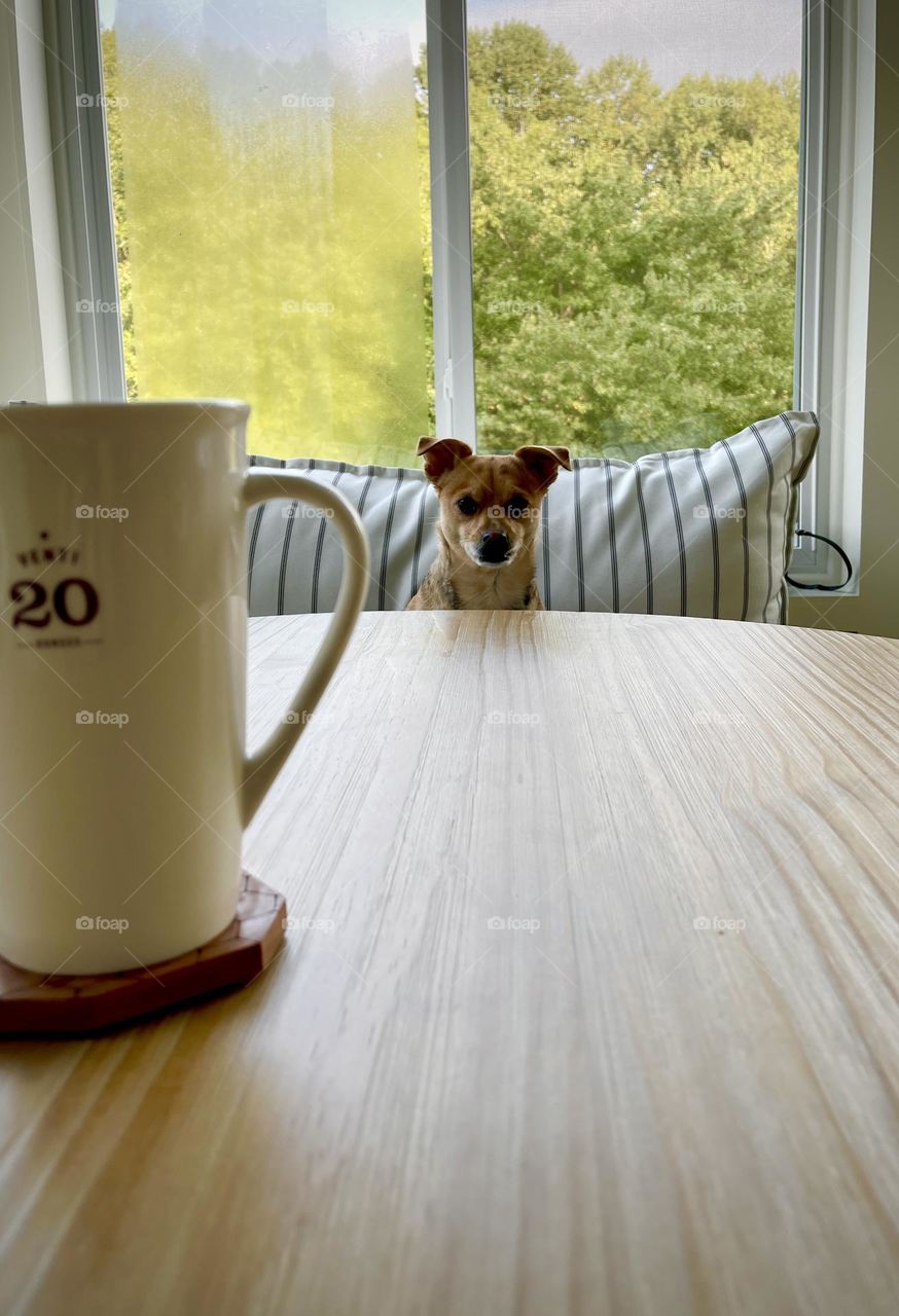 Dog sitting across a table